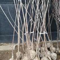 체리(라핀) 3년생 결실주 1주, 본상품선택