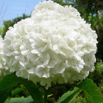 수국백당 나무 묘목 - 120cm(분) 1개