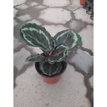 칼라데아 메달리온, 1개