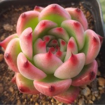 다육식물 8종을 한눈에 예쁜 다육모음, 4번- [ 로즈가넷 ]