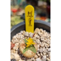 키우기 쉬운 리톱스 파가에, 1개