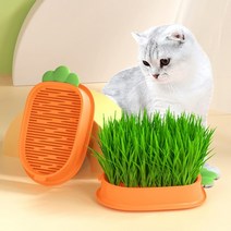 고양이풀 캣그라스수경재배 캣닢 배양트레이 대형 분리, 오렌지배양화분