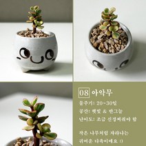 보거스플라워 미니다육이 산세베리아 스투키 정야 베이비핑거 홍미인 귀여운화분, 1개, 아악무