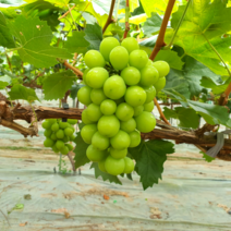 김천 샤인머스켓 블랙사파이어 가지포도, 샤인머스켓 1.5kg (특등품)