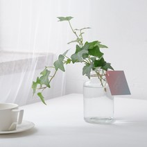 테이블위 감성 인테리어 심플한 수경식물 키우기 아이비 + 수경 풀세트