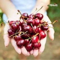 식탐대첩 칠레 생 체리 5kg (10row)