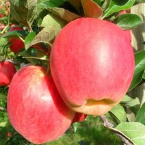 목하원예조경 사과나무 묘목 (부사) (홍로) 결실주 분, 홍로 결실주