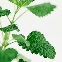 [ 프래그런스오일 ] 아브 델 카데르 - 스피어민트향에 달달한 플로럴향 캔들 디퓨저 석고방향제 프레그런스오일 diy, 500ml