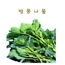 #가락시장 나물이네#당일경매 방풍나물 400g/오후2시이전주문당일출고99%/주말 공휴일제외, 400g
