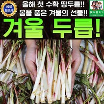 올해 첫 수확 겨울 땅두릅 500g
