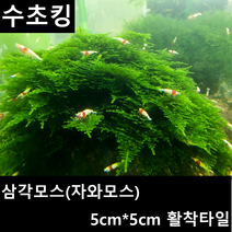 수초킹 키우기 쉬운 초보수초 삼각모스 (자와모스) 5cm*5cm 활착판, 1개