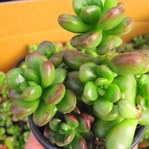 환엽송록 키우기 쉬운 실내 거실 다육 식물 화분 랜덤발송, 단품