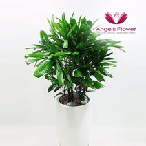 [엔젤스플라워] 관음죽 중형 관엽식물 공기정화 전국 꽃배달서비스, 없음