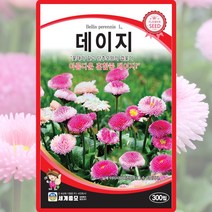 데이지 씨앗 데이지 씨 꽃 종자 300립, 단품