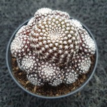 봄의정원 레드파이 선인장-H, 1개