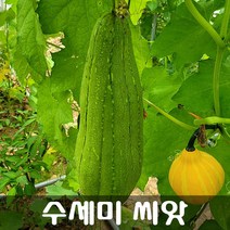 [해피플라워] 비염 기관지염 완화에 도움이 되는 수세미 씨앗 30립 / 봄 파종 덩굴식물 꽃씨