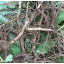 머위종근30주 #머위종근#머위건재 #머위효과#머위대 #머위종근재배 #머위효과