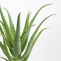 알로에 베라 모종 선인장 키우기 다육 식용 식물 마이플랜트, 대품