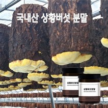국내산 상황 버섯 분말 목질진흙버섯 뽕나무 상황버섯 가루 베타글루칸 효능, 2개, 100g