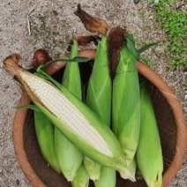 강원도 찰옥수수 삶은 냉동옥수수 특품 10개, 삶은냉동찰옥수수17cm* 20개, 특품17cm