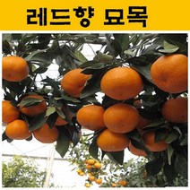 레드향 묘목 4년생 JJ16