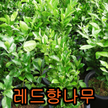 레드향나무 7치화분결실주 (키30~40cm) 1그루