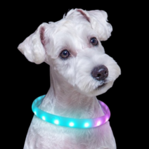 [강아지led방울] 강아지 LED 목걸이 무지개 목줄 야광 팬던트 넥밴드