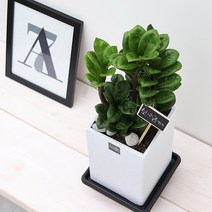 풀빛누리 승진축하화분 취임선물 실내공기정화식물 화초, 09.보석금전수