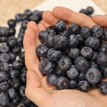 장보리 수입산 생 블루베리 1kg