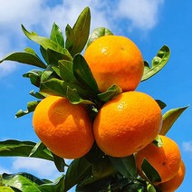 제주 조생귤 출하 노지감귤 당일발송 5kg 로얄과(S-M) 1박스