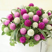 천일홍 핑퐁 (혼합 퍼플 라벤더 화이트)컬러선택(꽃씨앗 종자/ 10립)Gomphrena Ping Pong, 혼합