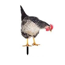 정원 장식 인형 조형물 마당 꾸미기 현실적인 아크릴 야외 수탉 동상 장식품 아트 조각 치킨, -2