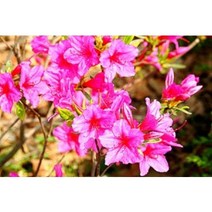 진달래 20주흰진달래