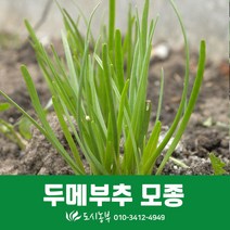 두메부추모종/10촉/부추모종/도시농부