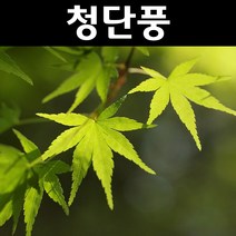청단풍 실생2년(뿌리) 5개/나무 묘목/활엽수/정원용