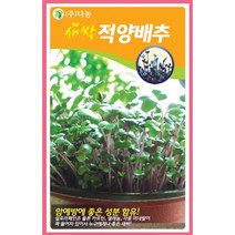 새싹적양배추씨앗 12g, 단품없음