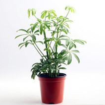 이삭 공기정화식물 홍콩야자 - 증산작용 새집증후군없애기