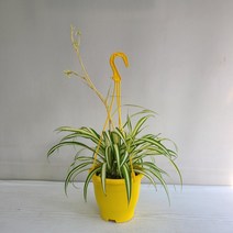 금난 걸이용 실내공기정화식물 반려식물