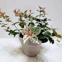 초설마삭줄 오색마삭줄 마삭줄키우기 쉬운 실내공기정화 식물 독일토분, 단품
