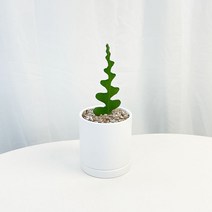 생선뼈선인장 피쉬본 다육이 다육식물 미니화분, 생선뼈선인장 소형, 원형세라믹화분 관리카드 서비스영양제