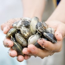 고창 하전 갯벌 제철 해감 바지락 국산 참바지락 바지락철 바지락살 동죽, 바지락 5kg
