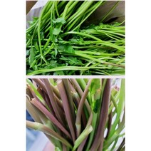 국내산 천수천 세척 밭미나리 (당일수확 / 산지직송), 2kg
