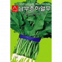 아시아종묘/열무씨앗종자 남부춘하열무 (20g)