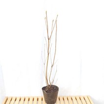 향기 진달래 봄 꽃 철쭉 묘목 나무 분재 반려 식물 화분