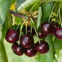 묘목/체리(블랙초코) R3cm (분) G0109