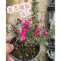 매화꽃-호주매화 레드/겨울에 피어나는 매화 꽃말은 기품 선비의품격, 1개