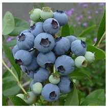 블루베리 블루크롭 [2년생 포트] kjot