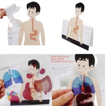 초등학생 5인 인체 장기 위치 역할 설명 키트 과학놀이 어린이