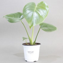 아이엠플랜트 화이트포트 실내공기정화식물 모종, 1개, 15.몬스테라