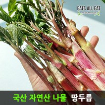 이츠올릿 국산 나물 자연산 땅두릅 500g 봄 두릅 여름 두룹 산나물 드룹